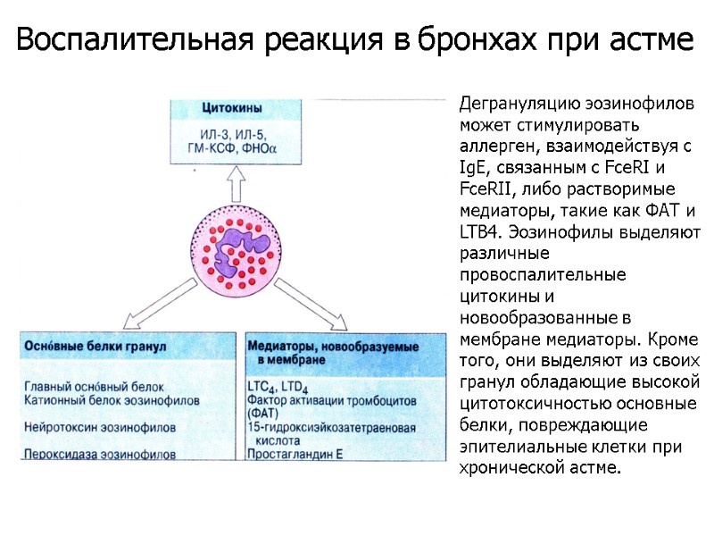 Дегрануляцию эозинофилов может стимулировать аллерген, взаимодействуя с IgE, связанным с FceRI и FceRII, либо